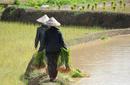 Rice Plantations