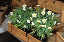 Plants For Sale, Camden Markets | by Flight Centre&#039;s Simon Collier-Baker