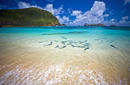 King Fish, Lord Howe Island