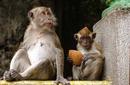 Monkeys | by Flight Centre's Talia Schutte