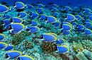 Admire the Marine Life