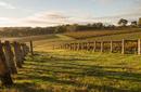 Vineyards, Margaret River