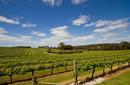 Vineyards, Margaret River