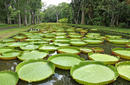 Astonishing Giant Water Lilies