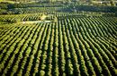 A Beautiful Plantation, a day trip from Melbourne