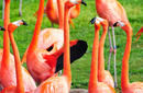 Flamingos