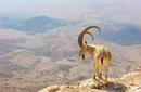Mountain Goat, Makhtesh Ramon, Israel