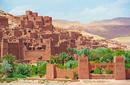 Take a Camel Safari