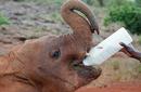 An elephant