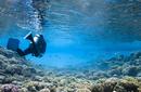 Admire the marine life on a scuba dive