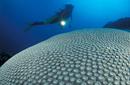 Admire the coral on a scuba dive