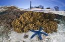Linckia Iaevigata AKA Blue Starfish