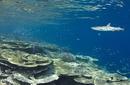 White-Tip Reef Shark Cruising The Reef