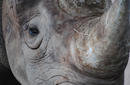 Rhinoceros, Western Plains Zoo, Dubbo | by Flight Centre's Katrina Imbruglia