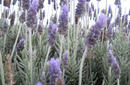 Lavender Fields, Milton on the south coast of New South Wales | by Flight Centre's Katrina Imbruglia