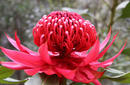 The Waratah, The Floral Emblem of NSW