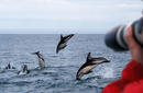 Dusky Dolphins, off the coast from Kaikoura
