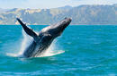 Humpback Whale Breaching, off the coast from Kaikoura