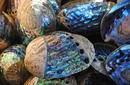 Paua shells, Kaikoura | by Flight Centre's Katrina Imbruglia
