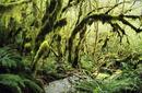 Lush Rainforest on the Milford Track | by Flight Centre's Tiffany Apatu
