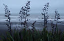 Oakura Beach, Taranaki | by Flight Centre's Hieu Tran