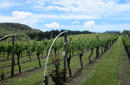 Vineyards, Waiheke Island | by Flight Centre's Kieren St.John