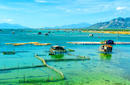 Shrimp Farm