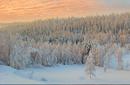 A Norwegian forest covered in snow