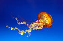 Jellyfish, Osaka Aquarium