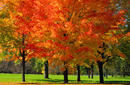 Admire Ottawa in Autumn