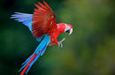 Scarlet Macaw