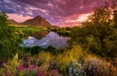 The Sonoran Desert