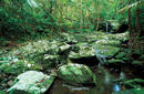 Daintree Rainforest, a day trip from Port Douglas