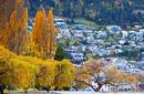 Autumn Trees