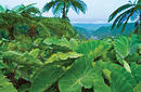 Natural Beauty | by The Samoa Tourism Authority ©Kirklandphotos.com