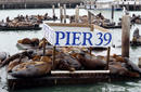 Seals Relax At Pier 39 | by Flight Centre&#039;s Kylie Schreiber