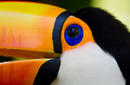 Toucan | by Flight Centre&#039;s Olivia Mair