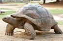 Giant Tortoise