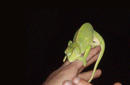 Mantobene chameleon, Kruger National Park | by Flight Centre's Katrina Imbruglia