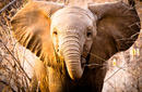 Elephant, Kruger National Park | by Flight Centre's Stephen Bullock