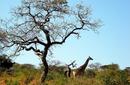 Giraffe, Kruger National Park | by Flight Centre's Mark Robertson