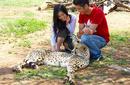 Patting a Cheetah, Kruger National Park | by Flight Centre's Aliescha Rattanas