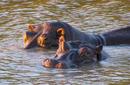 Hippos taking a swim, Durban | by Flight Centre's Richard Culpan