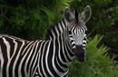 Zebra, Kruger National Park | by Flight Centre's Jaco Brits
