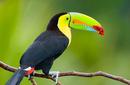 Keel-Billed Toucan