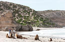 Seal Bay Conservation Park, Kangaroo Island | © SATC