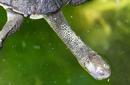 Long Neck Turtle, The Murray River