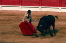 Bull Flight