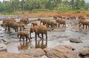 Elephants