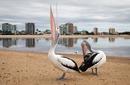 Pelicans, Maroochydore